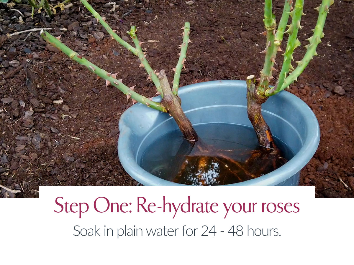 Planting A Bare Root Bush Rose